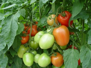 Tomatoes on a vine